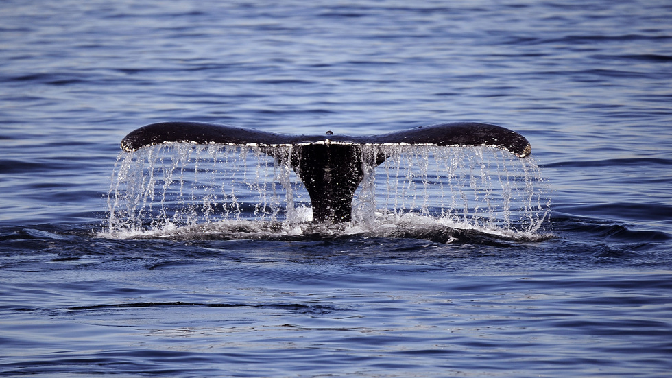 För första gången på länge har blåvalen siktats vid ögruppen Seychellerna.