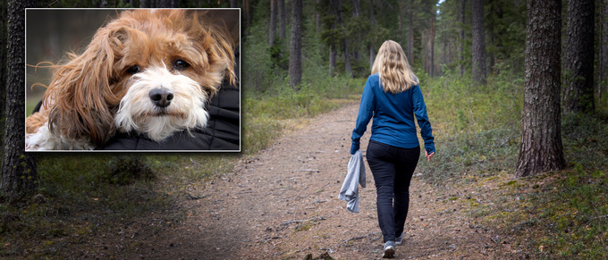 Annas promenad blev en skräckupplevelse • Fem hundar attackerade