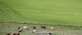 Östgötska djur har dött – tvinga inte ut kor på sommaren