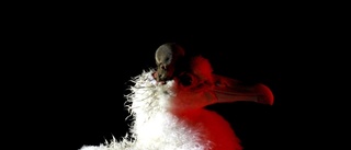 Möss äter sjöfåglar levande: "Zombieapokalyps"
