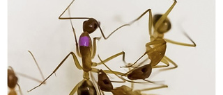Myror kan utföra avancerad kirurgi