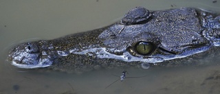 200 krokodiler i mexikanska städer efter oväder