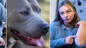 Sofia attackerades utan förvarning – blev hundens tredje offer