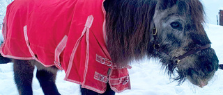 Sveriges äldsta häst "Fritte" är död