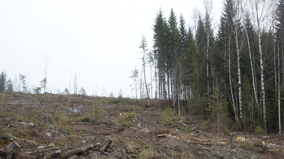 "Våra skogar tystnar i kalhyggets tomhet", skriver företrädare för MP inför EU-valet.
