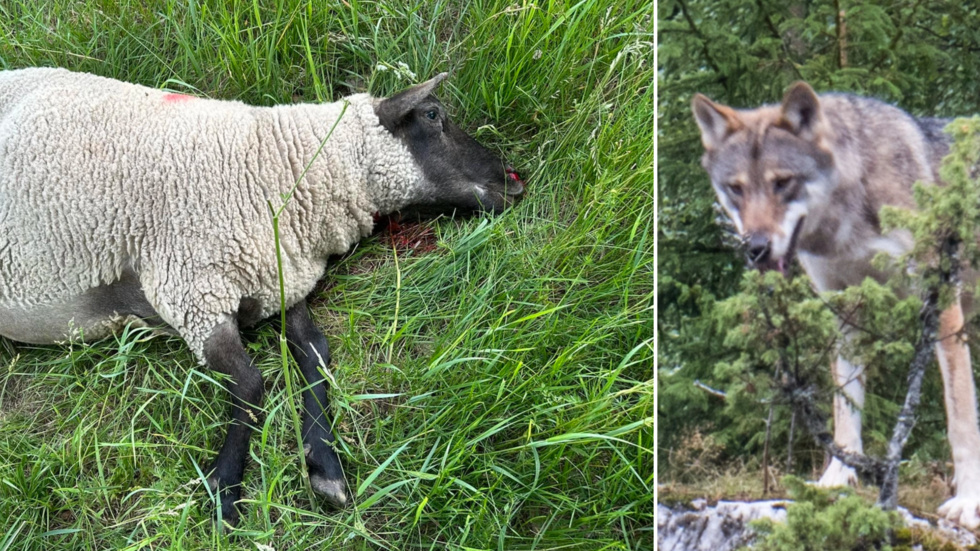 Bilden till vänster visar ett av de får som vargen dödade mellan Hallingeberg och Gamleby på nationaldagen. Bilden till vänster är inte den aktuella vargen, utan en som fotograferats i reviret i Tjällmotrakten i västra Östergötland.