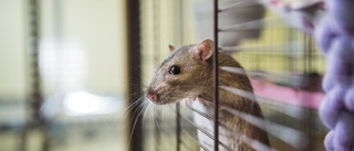 Kvinna i Uppsala blir av med sina råttor