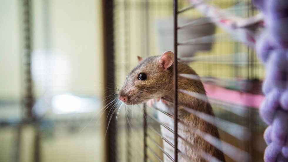 Kvinna i Uppsala blir av med sina råttor
