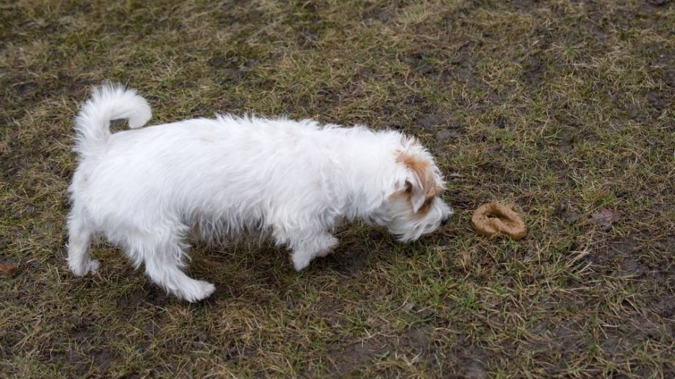 Læsbarhed Bedstefar Marquee Salmonella även hos hund