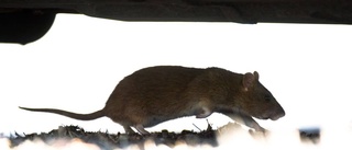 Råttbajs hittades på restaurang