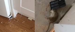 Råttor invaderade lägenhet i Gränby