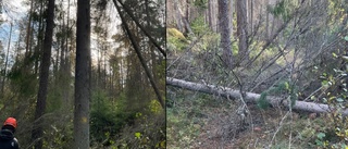 Blåsten fällde många träd runt om i Eskilstuna – nu röjer kommunen upp: "Värst i femkilometersspåret"