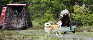 Permobjörn satte skräck i hundar