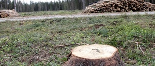 Skogsägare kan öka värdet på skogen