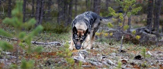 Hundarna hittar brända skelett under jord