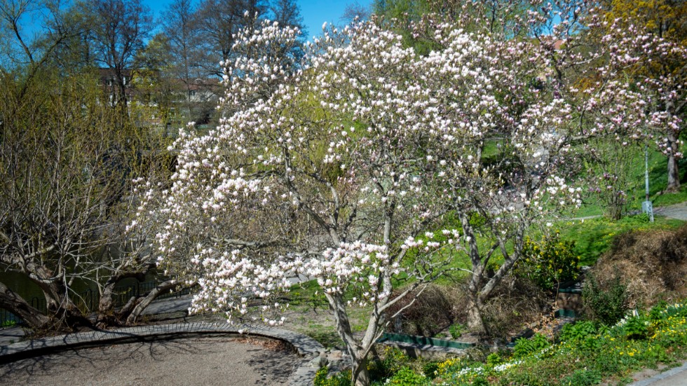 Den stora Magnolian vid Storhuskvarnsfallet är uppskattad av många Nyköpingsbor. Arkivbild