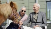 Ponnyn Alphons kom på besök och spred vardagsglädje: "Djuren väcker minnen och känslor till liv"