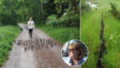 Sötchock: 50 små ällingar på rad – Lovis och Teresa hjälpte rymlingarna över hårt trafikerad väg