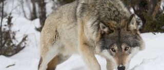 Skellefteå wolf shot dead from helicopter