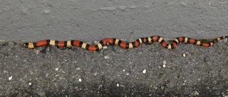 Fyndet vid husväggen: En ringlande orm