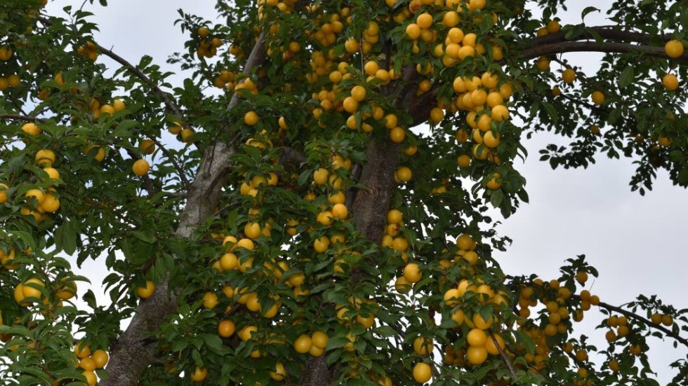Körsbärsplommon finns i olika färger. Ett snabbväxande träd med stor skörd.