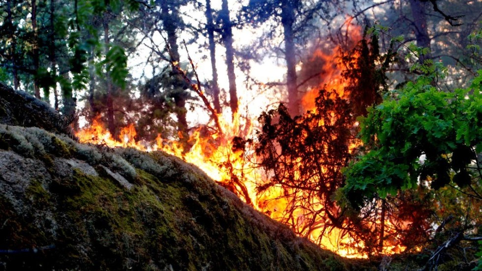 Skogsbranden i ett tidigt skede.