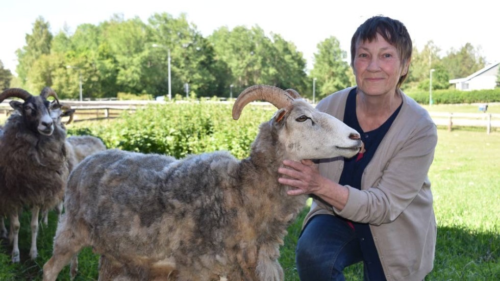 Vänskap som inte går att ta miste på. Ann-Katrin med en av personligheterna bland fåren.