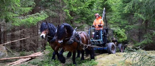 Skogsdag med arbetande hästar
