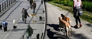 Dags för Sveriges största hundpromenad