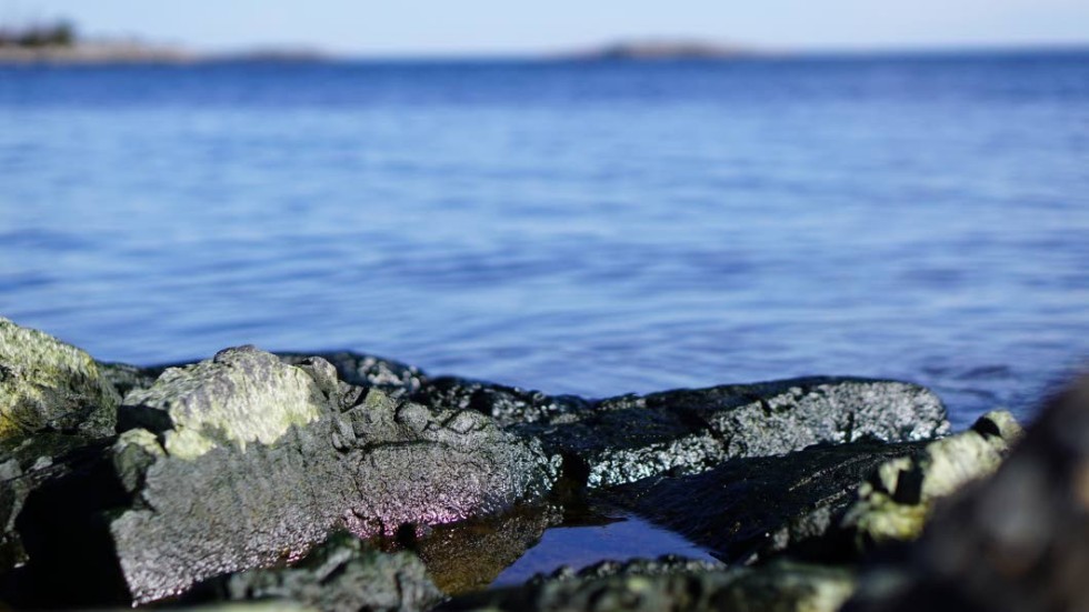 På hällar och stenar vid vattnet i Flatvarp kan det fortfarande se svart ut. Det är inte olja utan algpåväxt.
