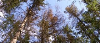 Träden som hotas av torkan