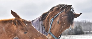 Hästpuss vann tävlingen i mars