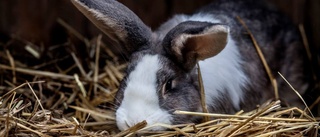 Sex kaniner tros vara dumpade