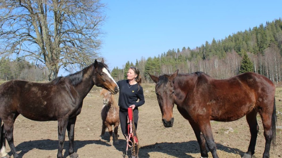 Tre av Camilla Johanssons tolv hästar