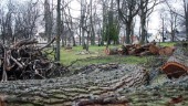 Därför fälls träden på kyrkogården