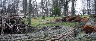 Därför fälls träden på kyrkogården