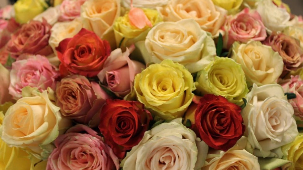 Blombukett. Ingrid Sandberg fick 107 rosor av sina kusinbarn.