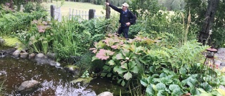 Blomsterfägring och surströmming