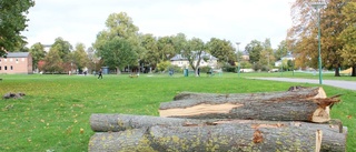 Trädfällning i Vasaparken