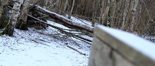 Hårda vindar har fällt träd i naturreservaten – allmänheten uppmanas att hålla utkik: "Rapportera om det upplevs farligt"