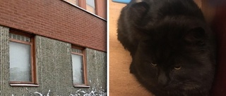 Katt upphittad – polisen vill ha hjälp att hitta ägaren