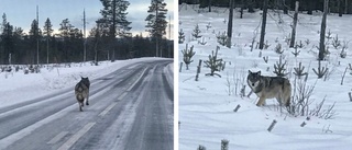 Vargen stod fem meter från bilen: ”Det var en fantastisk upplevelse”