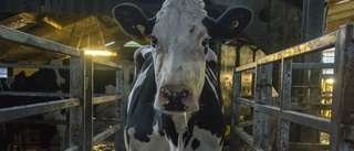 "Cow" skulle få Ingmar Bergman att överväga havremjölk