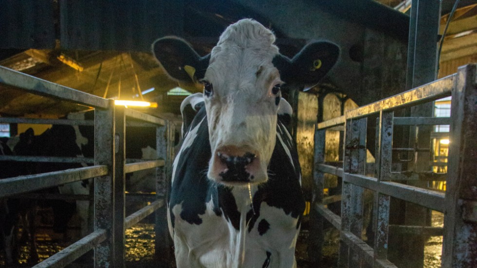 Andrea Arnolds dokumentärfilm "Cow" följer mjölkkon Luma under fyra år och är en viktig påminnelse om djurens "människovärde".