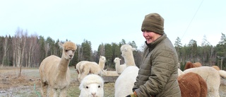Madeleine flyttade till Finspång – med 108 alpackor: "Jag blev nästintill besatt"