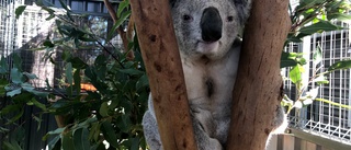 Australien: Koalan är nu utrotningshotad