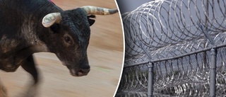 24 västerbottniska tjurar rymde från fängelset