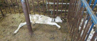 Varning för starka bilder: Bonde i Västerbotten plågade ihjäl 50 djur