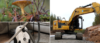 LISTA: Svampodlare, grävföretag och flyttstäd – här är veckans nya företag i Skellefteå
