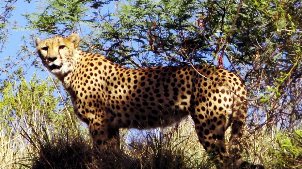 Tolv geparder från Sydafrika ska flytta till Indien i februari i ett försök att återinföra kattdjuret i Indien. Arkivbild.